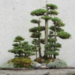 bonsai-5181541_1280